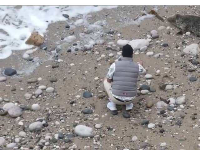 man filmed throwing stones at seal on beach 