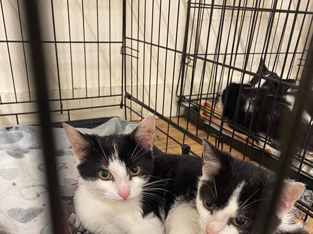 Cats which have been handed over to the USPCA in Newry.