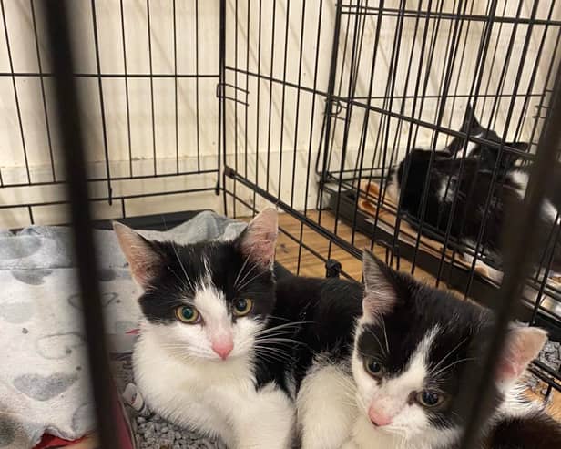 Cats which have been handed over to the USPCA in Newry.