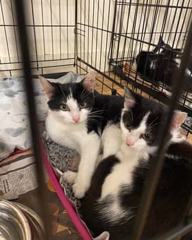 Cats which have been handed over to the USPCA in Newry.
