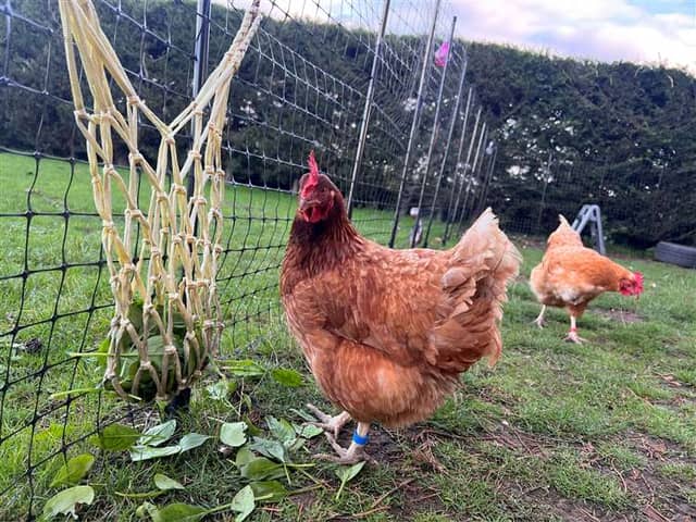 Some of Katriona Shovlin's chickens in Kent, who enjoy life at an all-inclusive chicken hotel - providing a five-star experience complete with disco balls and classical music