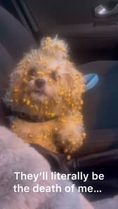Heather's 2-year-old Zuchon, Crumpet covered in Sugar Puffs. A video shows a woman's hilarious reaction to her dog getting sugar puff cereal stuck in her fur. 
