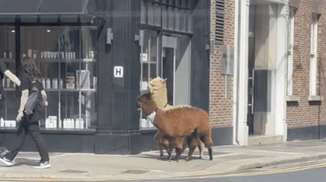 Alpacas spotted taking a stroll down city centre street.