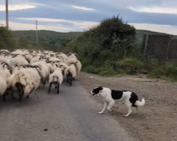 Clever sheepdog springs into action when herd of sheep loses its way