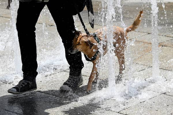 A dog tries to cool down in the water of a fountain. (Photo: BARBARA GINDL/APA/AFP via Getty Images)