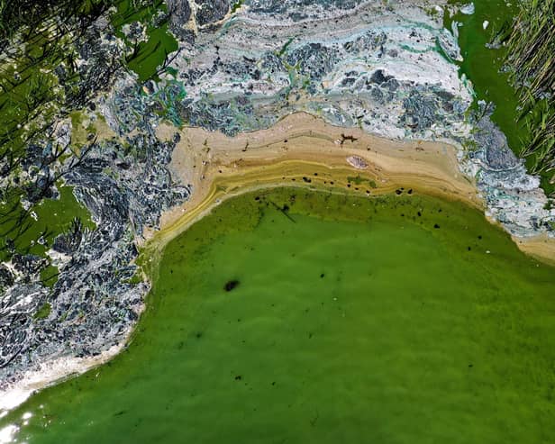Toxic blue-green algae poses a life-threatening risk to dogs. (Photo: PONTUS LUNDAHL/TT News Agency/AFP via Getty Images)