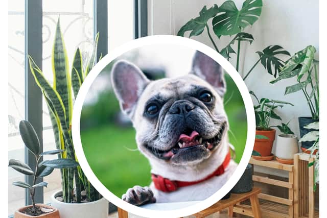 Pet health expert warns these five common houseplants could kill a cat or dog. (Photo: Pexels/ Huy Phan, Pixabay)