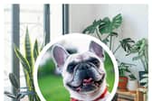 Pet health expert warns these five common houseplants could kill a cat or dog. (Photo: Pexels/ Huy Phan, Pixabay)