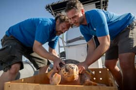 Todd German from SeaLife Scarborough and Scott Blacker from SeaLife Blackpool releasing Nazare a loggerhead sea turtle into the sea off the coast of Horta in the Azores