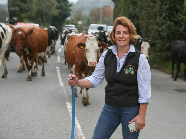 Margaret Lees with her cows as they cross the road from Park Farm in Ramsbottom.
