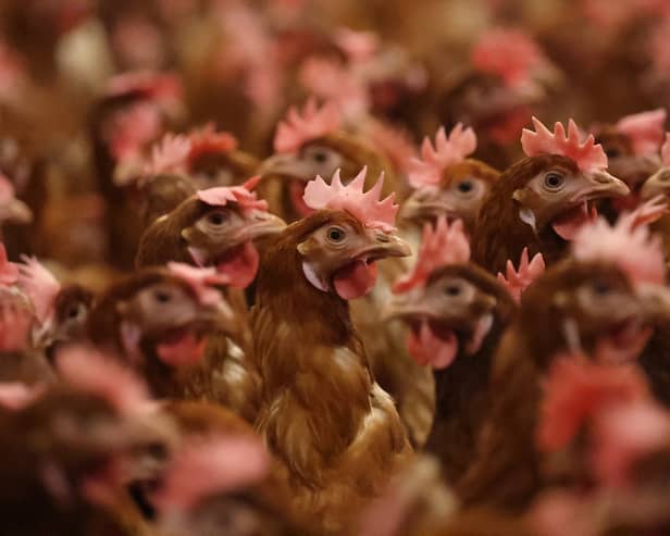 A teenager has been hospitalised after contracting bird flu, in the first suspected case found in the country. 