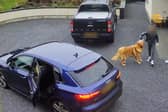 Hilarity ensues as pooch steals turkey crown from car in Armagh, Northern Ireland, leading to a game of chase which ended in woman leaving empty handed as crafty canine refused to give up the bird. 