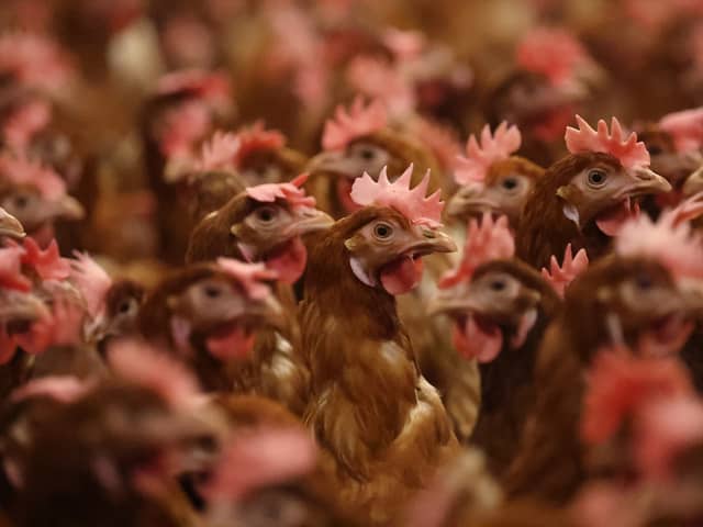 Bird flu is rare in humans, but it can be serious or even deadly.