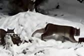 Lynx spotted in the Cairngorms National Park