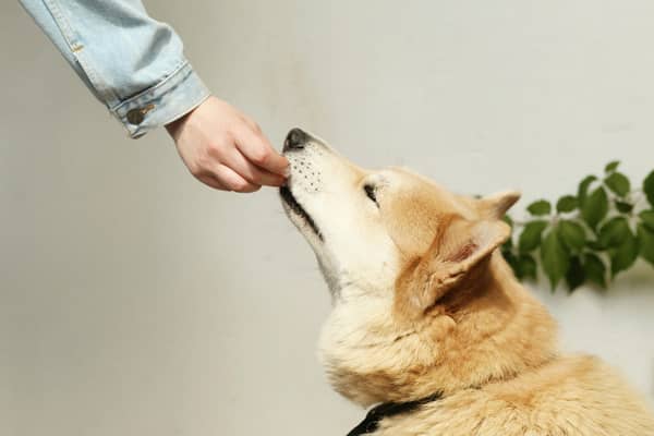 Some common human foods can prove deadly to our dogs. 