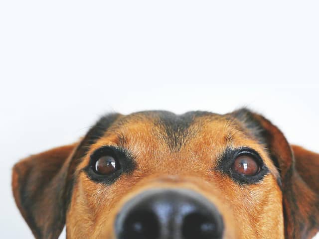 The flowers and plants you should avoid giving pet owners this Valentine’s Day.