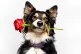 The survey was commissioned by The Kennel Club ahead of Crufts next month
