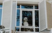 Dogs can sometimes become distressed when they are left alone for too long.