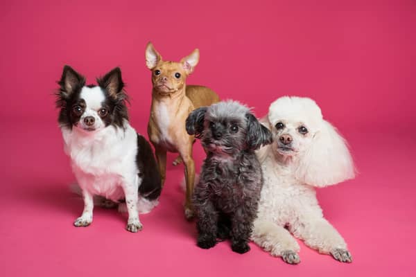 How to make dog-friendly pancakes using this simple three ingredient recipe.