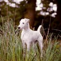 A number of other iconic British breeds have  a worrying start to the year