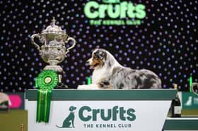 Crufts Best in Show will be on Channel 4