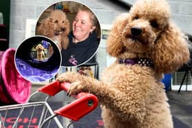 Dawn Heaton with her miniature poodle, Henry at Preston Trick Dogs