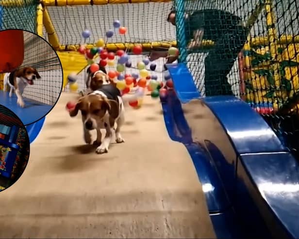 Inside Soft Paws play area with a huge ball pit and slide