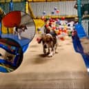 Inside Soft Paws play area with a huge ball pit and slide