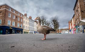A lone goose in the middle of Parliament Street, York, at midday on a Saturday as the streets are empty from the normal tourist traffic during the Covid lockdown in March 2020