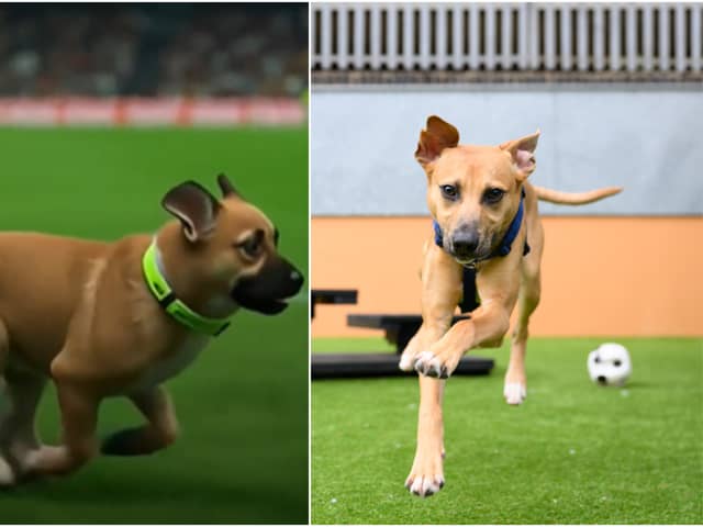 Billy at Battersea and as an avatar on Twitch for the ‘pitch invasion’