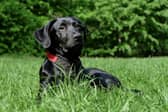 Some common summer flowers could be poisonous to our pets.