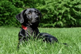 Some common summer flowers could be poisonous to our pets.