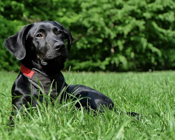 Some common summer flowers could be poisonous to our pets.