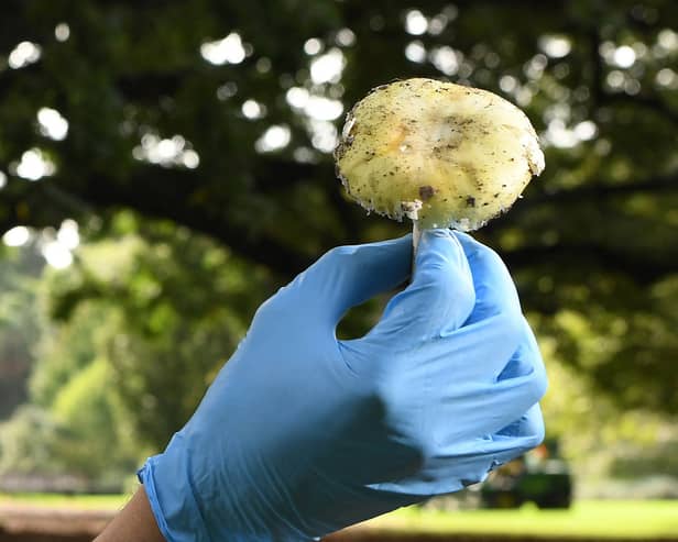 A scientist inspects a death cap mushroom at the Royal Botanic Gardens in Melbourne.