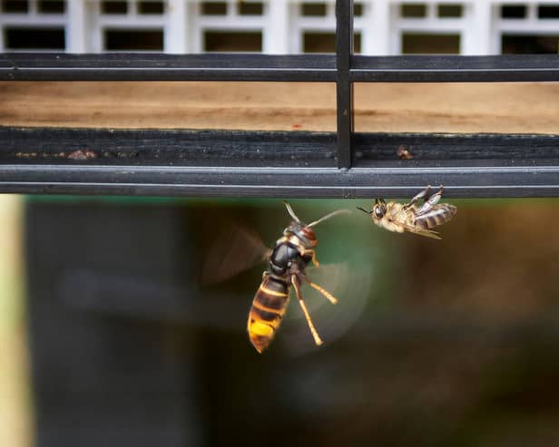 Members of the public are being warned not to destroy Asian hornet nests.