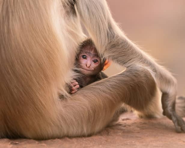 A Hanuman Langur infant is groomed by his mother in Jodphur, India 