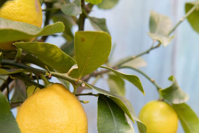 Perfect for a summer G&T, lemon trees make a great gift