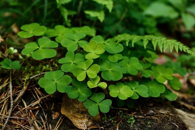 Four leaf clover