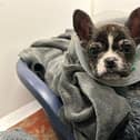The French Bulldog puppy which was thrown from a moving car in Newry.