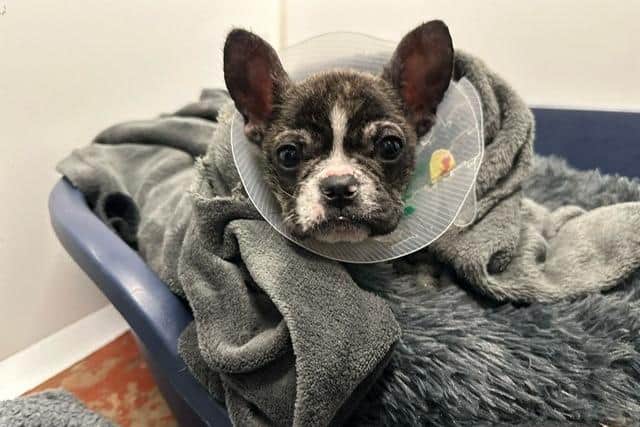 The French Bulldog puppy which was thrown from a moving car in Newry.