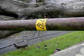 NIE Networks are warning the public to be particularly careful around fallen trees as they often take electricity poles and wires with them as they fall. Picture: Stephen Hamilton / Press Eye