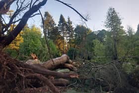 Storm damage in Castlewellan Forest Park.