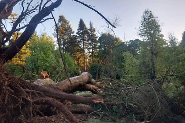 Storm damage in Castlewellan Forest Park.