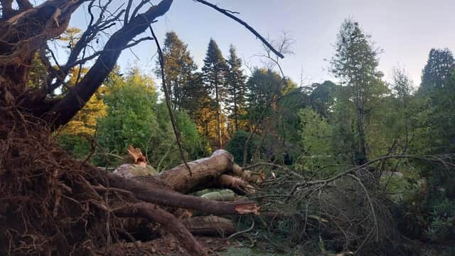 Storm damage in Castlewellan Forest Park.