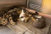 A young mum with her kittens. Pic: USPCA.