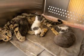 A young mum with her kittens. Pic: USPCA.