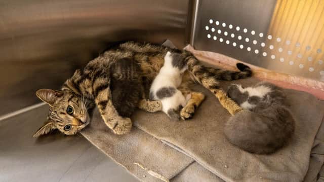 A young mum with her kittens. Pic: USPCA.