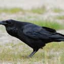 Generic image of a raven. Picture: Wikipedia/By Accipiter (R. Altenkamp, Berlin) - Own work, CC BY-SA 3.0, https://commons.wikimedia.org/w/index.php?curid=6806927
