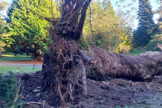 Storm damage in Castlewellan Forest Park.