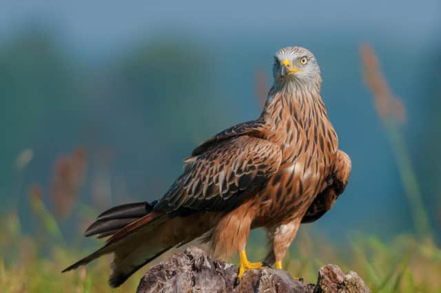 An example of a Red Kite. Pic: RSPB
